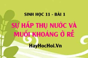 Sự hấp thụ nước và muối khoáng ở rễ: Các nhân tố ảnh hưởng đến sự hấp thụ và cơ chế hấp thụ - Sinh 11 bài 1